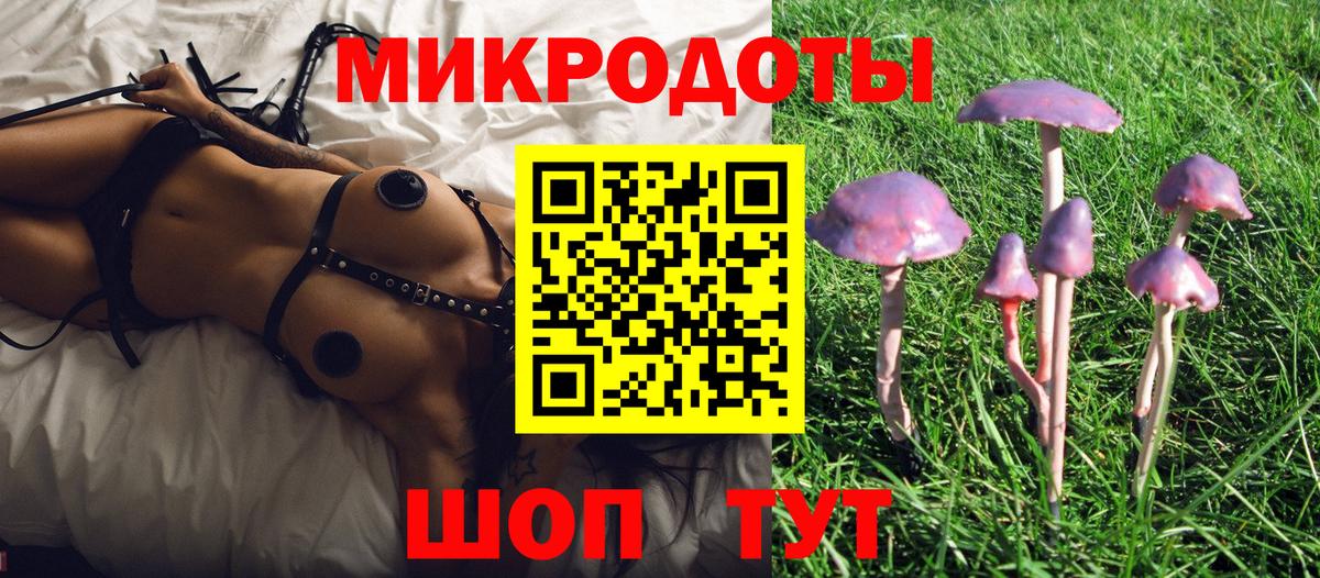 Псилоцибиновые грибы Psilocybe Димитровград